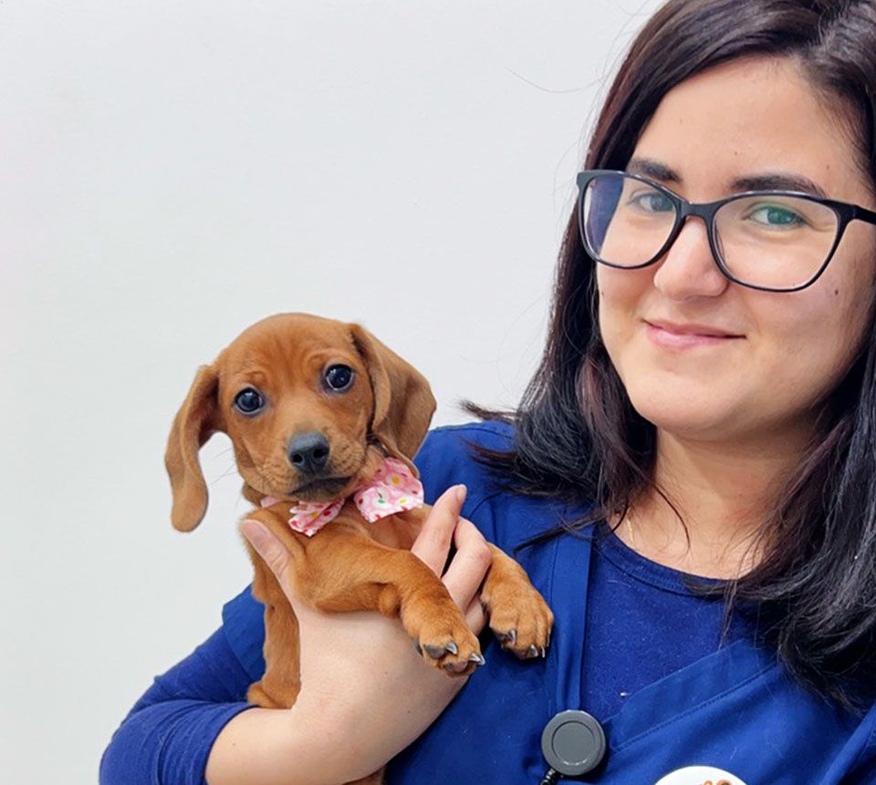 A person with glasses holding a small brown puppy with a floral bow tie.