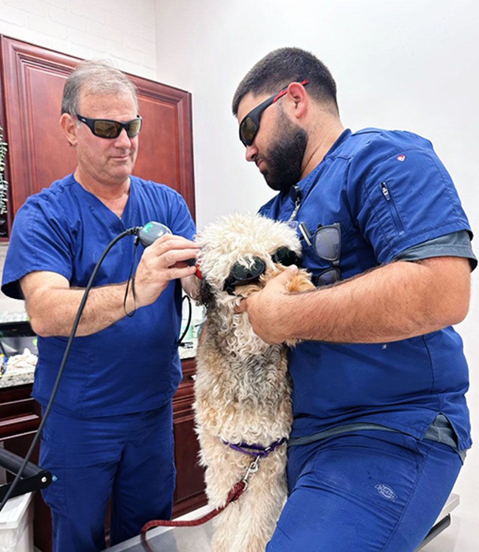 Veterinarians in blue scrubs perform a laser treatment on a dog wearing protective goggles.