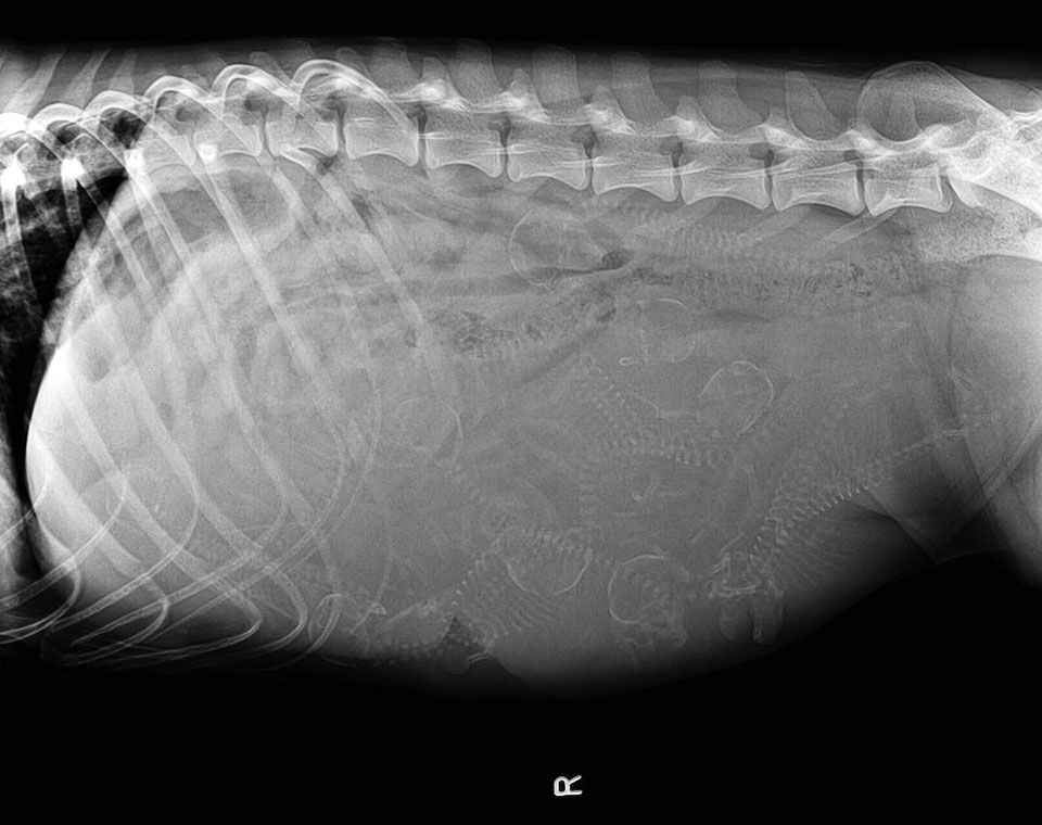 X-ray of a pregnant dog showing multiple fetal skeletons within the abdomen.