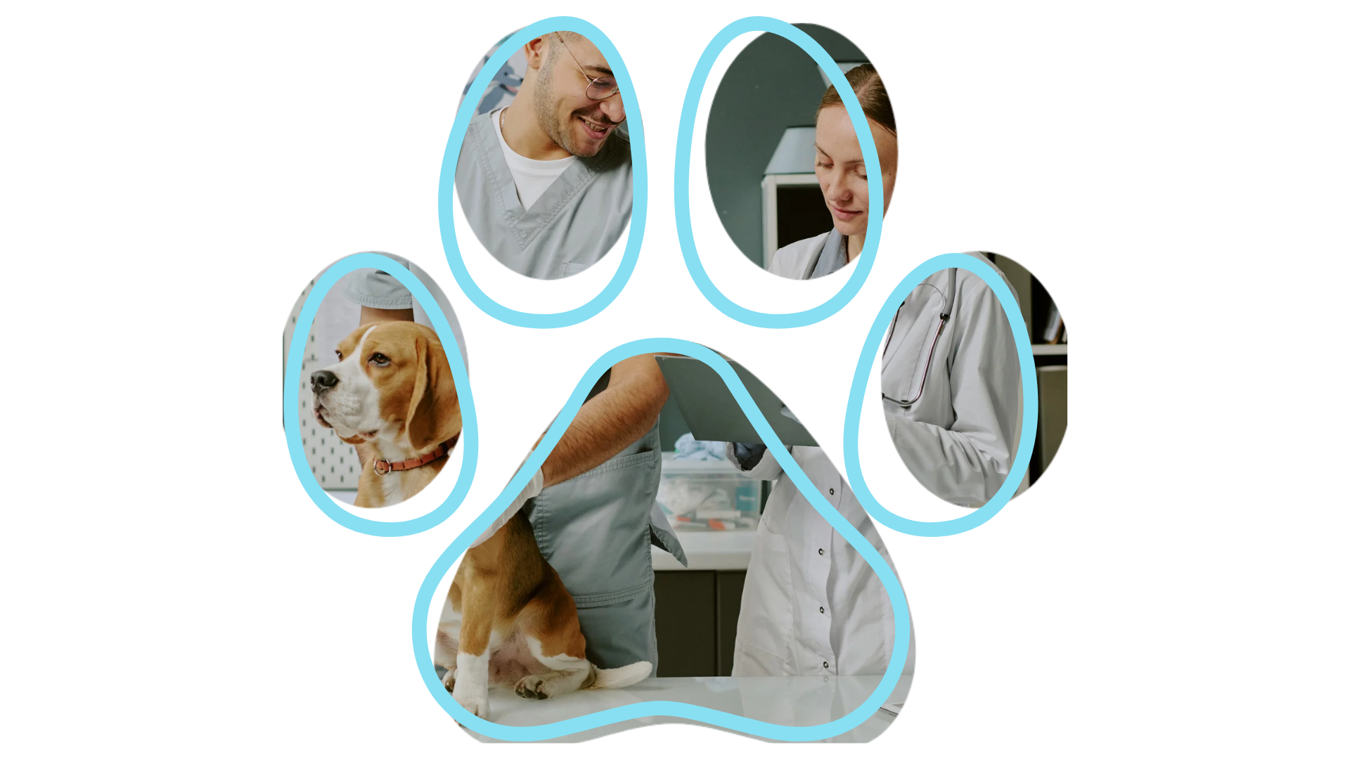 Veterinarian examining a beagle, inside a paw-shaped collage, with two vets smiling.