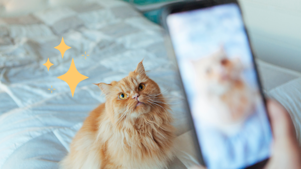 Taking pet photo of an orange cat sitting on a bed in Miami