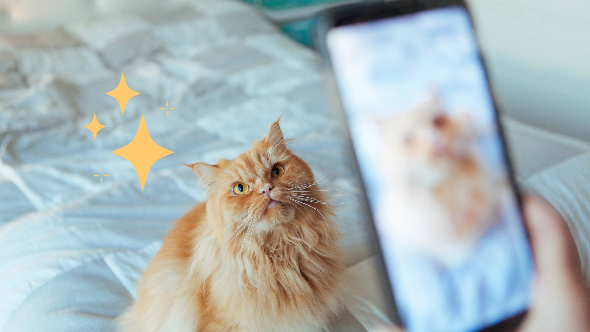 Taking pet photo of an orange cat sitting on a bed in Miami