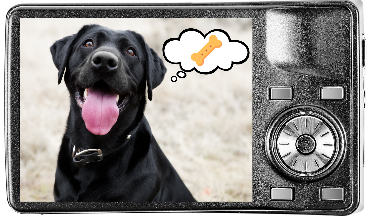 A digital camera showing a photo of a dog thinking about treats