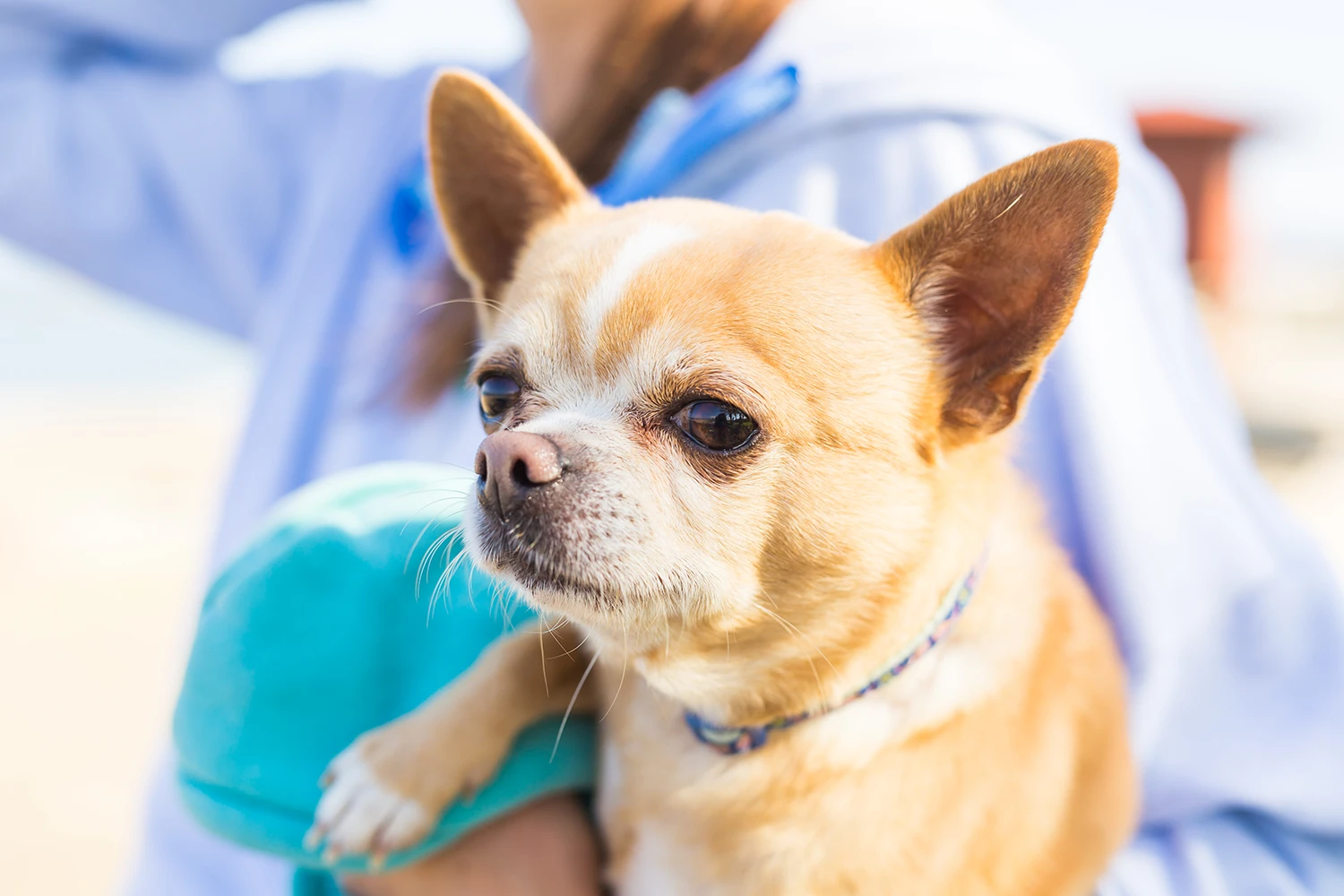A small tan Chihuahua with perky ears being held by a person wearing a blue hoodie.