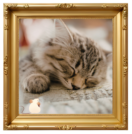 A sleeping cat photograph in a gold photo frame for Dollys Animal Clinic in Miami